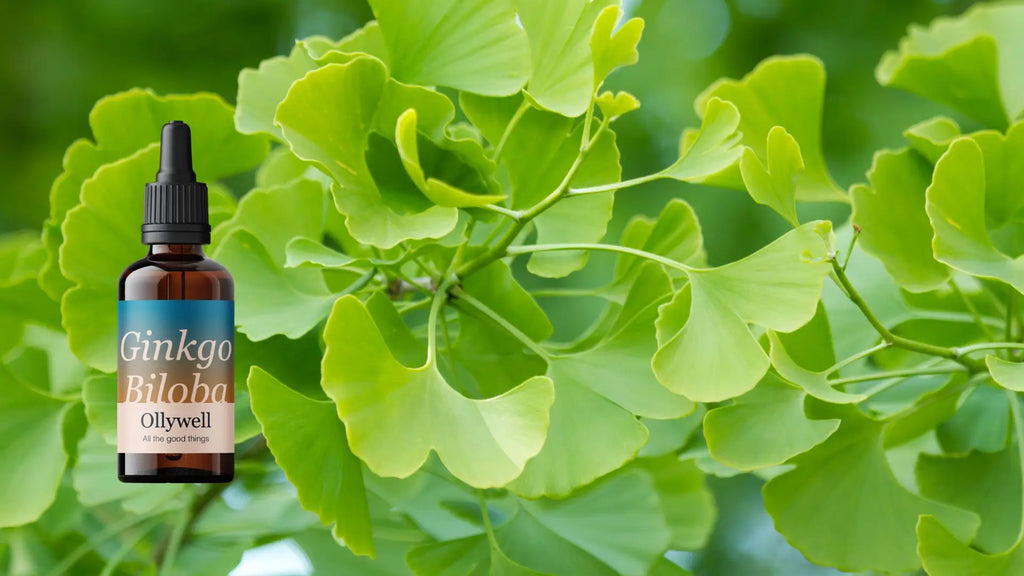 Drzewo Ginkgo Biloba (miłorząb japoński) oraz płynny ekstrakt od Ollywell z tej rośliny.