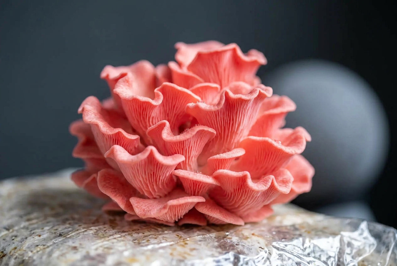 Witalność z natury: Pink Oyster.